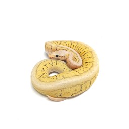 Węże | Vantis Terra