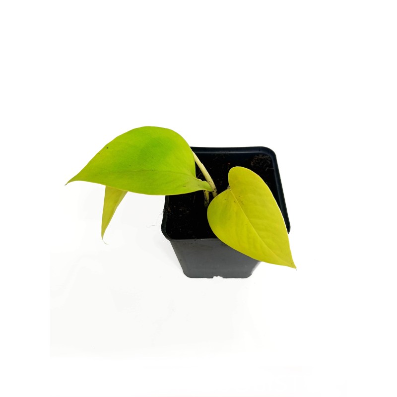 Epipremnum golden pothos (Epipremnum aureum) | Żywe | Vantis Terra