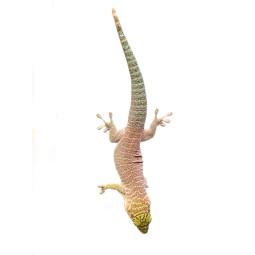 Felsuma standinga (Phelsuma...