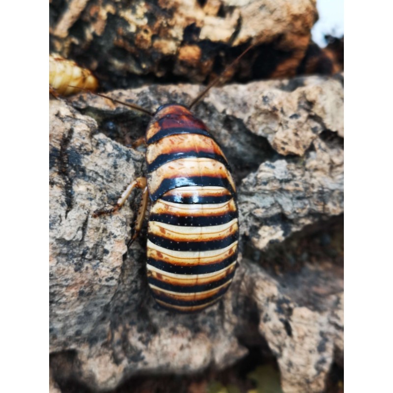 karaczan Elliptorhina javanica | Owady karmowe | Vantis Terra karaczan Elliptorhina javanica | Owady karmowe | Vantis Terra