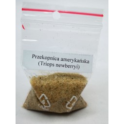 Przekopnica amerykańska (Triops Newberryi) 50g