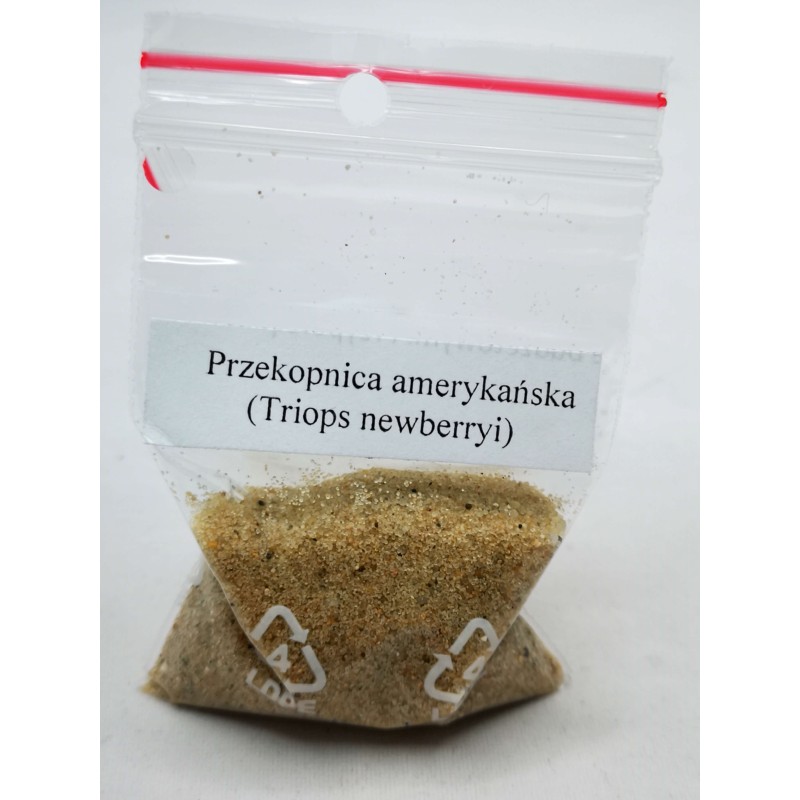 Przekopnica amerykańska (Triops Newberryi) 50g | Zwierzęta | Vantis Terra
