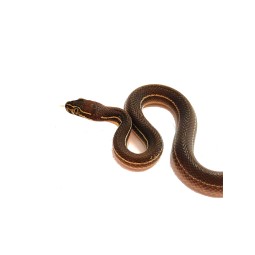 Węże | Vantis Terra