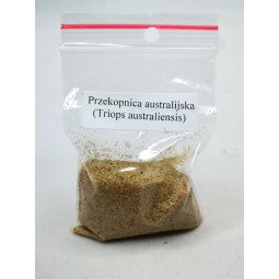 Przekopnica australijska (Triops australiensis) 50g