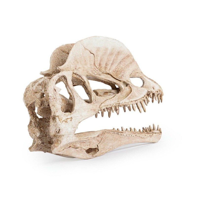Kryj&oacute;wka Czaszka dinozaura Happet | Czaszki | Vantis Terra