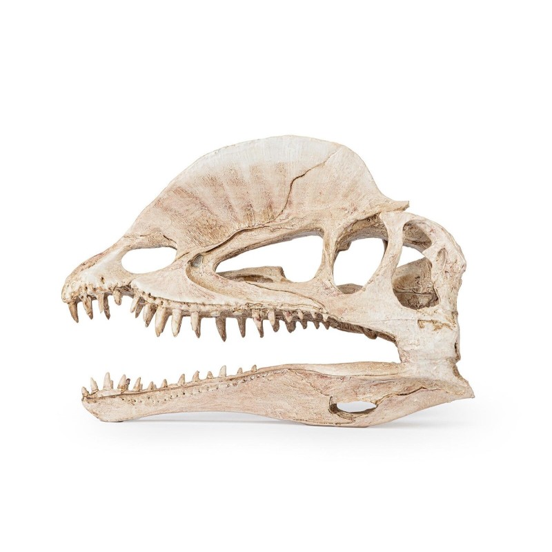 Kryj&oacute;wka Czaszka dinozaura Happet | Czaszki | Vantis Terra