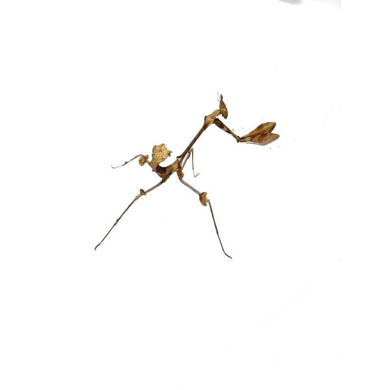 Modliszka (Gongylus gongylodes) L4 | Modliszki | Vantis Terra Modliszka (Gongylus gongylodes) L4 | Modliszki | Vantis Terra