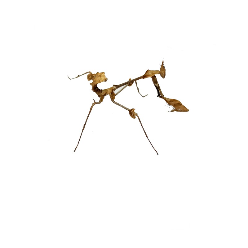 Modliszka (Gongylus gongylodes) L4 | Modliszki | Vantis Terra Modliszka (Gongylus gongylodes) L4 | Modliszki | Vantis Terra