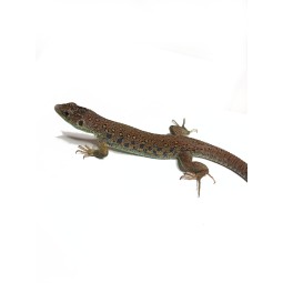 Jaszczurka perłowa (Timon lepidus) | Jaszczurki | Vantis Terra