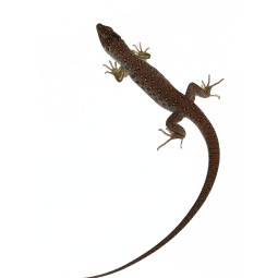 Jaszczurka perłowa (Timon lepidus) | Jaszczurki | Vantis Terra