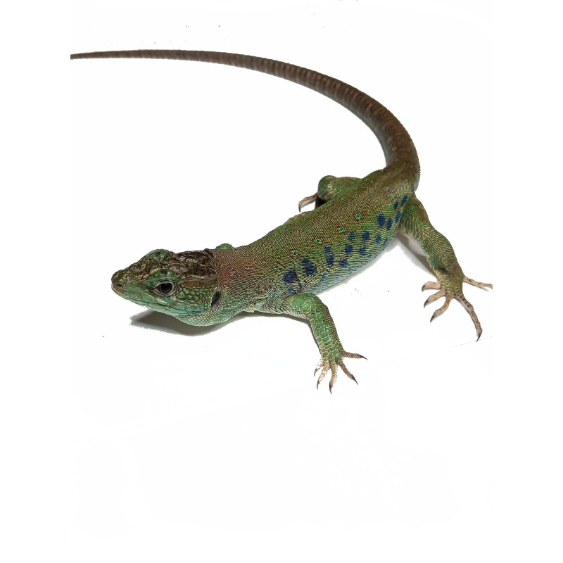 Jaszczurka perłowa (Timon lepidus) | Jaszczurki | Vantis Terra