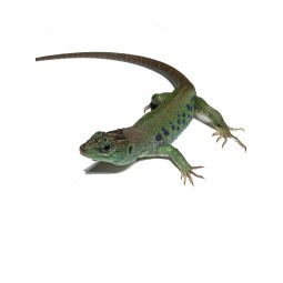 Jaszczurka perłowa (Timon lepidus) | Jaszczurki | Vantis Terra