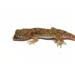 Gekon Stenodactylus sthenodactylus - para