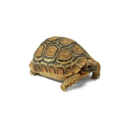 Żółwie | Vantis Terra