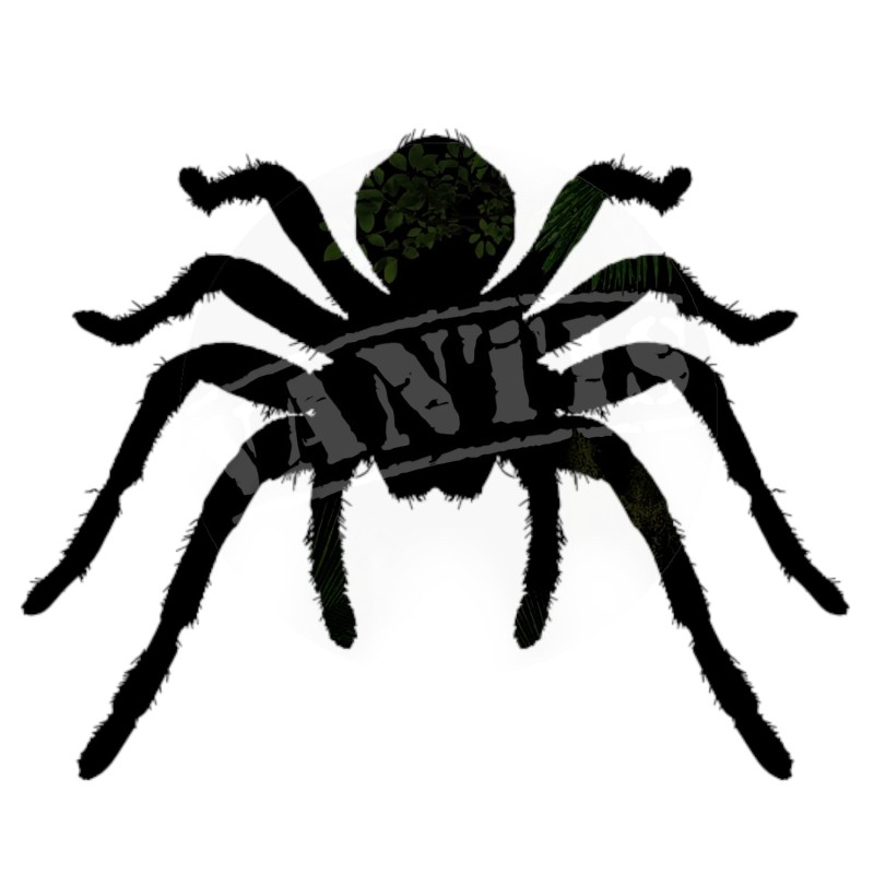 Brachypelma klaasi L2 | Ptaszniki | Vantis Terra Brachypelma klaasi L2 | Ptaszniki | Vantis Terra