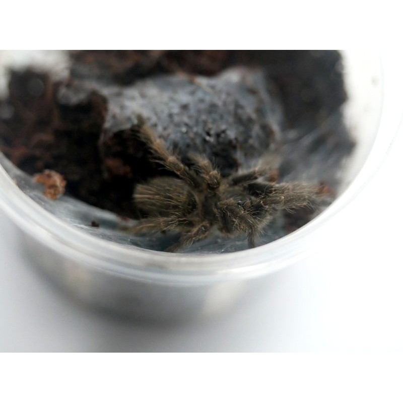 Ceratogyrus marshalli L3 | Ptaszniki | Vantis Terra Ceratogyrus marshalli L3 | Ptaszniki | Vantis Terra