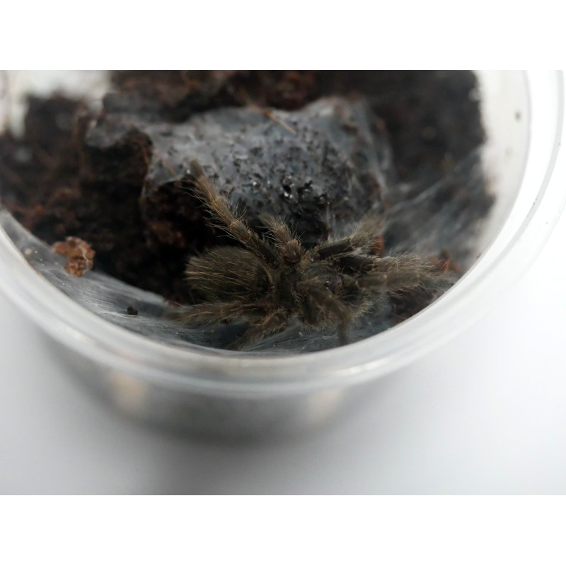 Ceratogyrus marshalli L3 | Ptaszniki | Vantis Terra