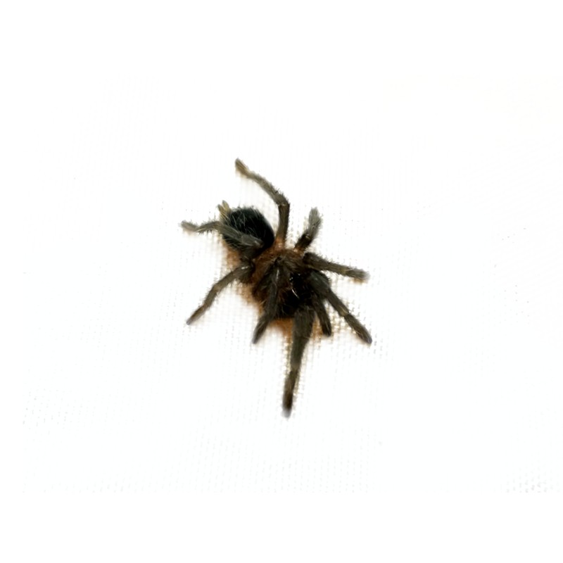 Tliltocatl albopilosus Nicaragua L6 | Ptaszniki | Vantis Terra