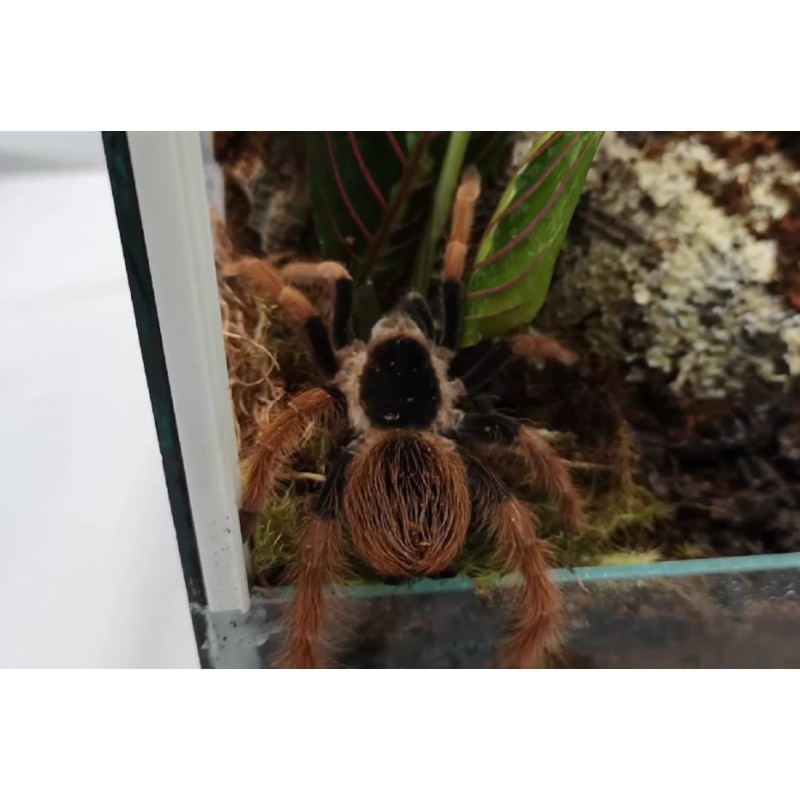 Megaphobema robustum L2 | Ptaszniki | Vantis Terra