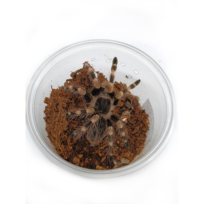 Nhandu coloratovilllosus L2 | Ptaszniki | Vantis Terra