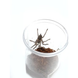 Poecilotheria metallica L3