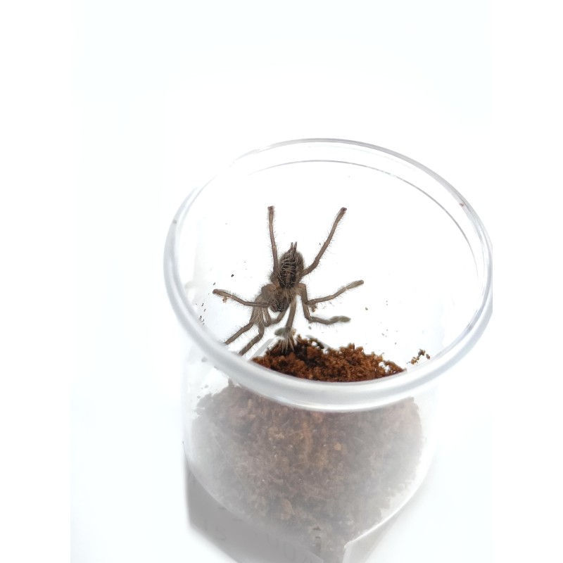 Poecilotheria metallica L3 | Ptaszniki | Vantis Terra