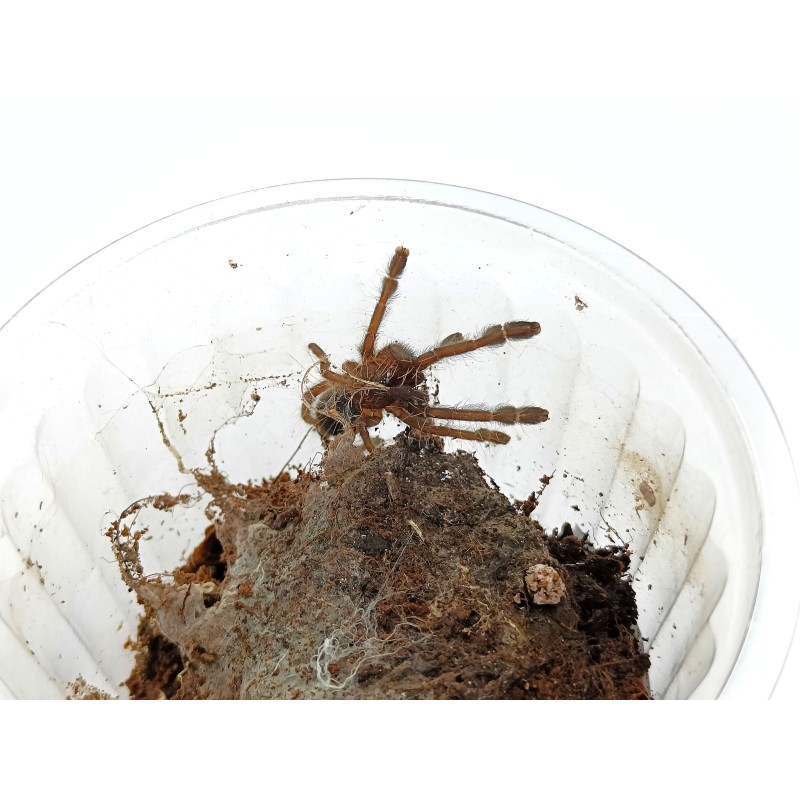 Phormictopus atrichomatus L4 | Ptaszniki | Vantis Terra