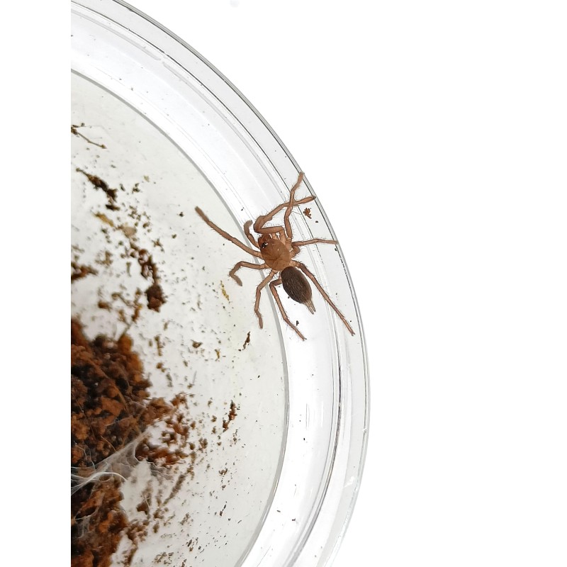 Orphnaecus philippinus L2 | Ptaszniki | Vantis Terra