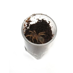 Brachypelma klaasi L2 | Ptaszniki | Vantis Terra