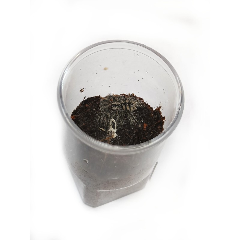 Avicularia purpurea L3 | Ptaszniki | Vantis Terra