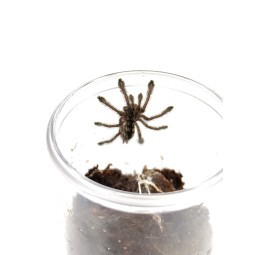 Avicularia purpurea L2