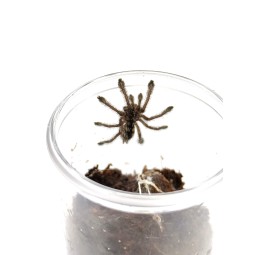 Avicularia purpurea L3