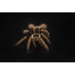 Megaphobema robustum samica...