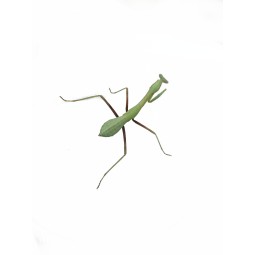 Modliszka (Hierodula membranacea) L3