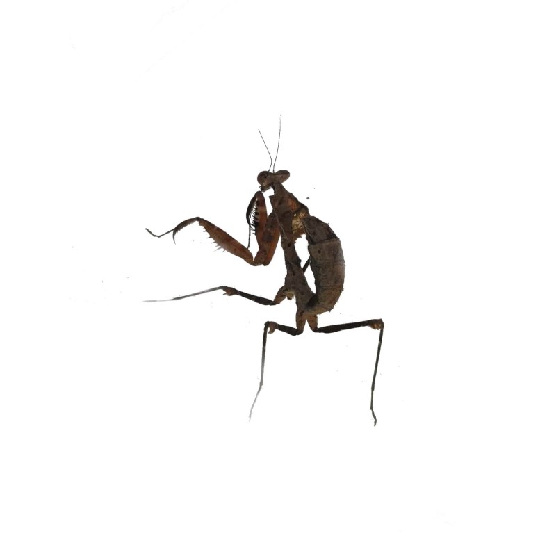 Modliszka liść (Deroplatys desiccata) L2/3 | Modliszki | Vantis Terra Modliszka liść (Deroplatys desiccata) L2/3 | Modliszki | Vantis Terra