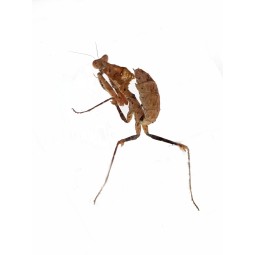 Modliszka liść (Deroplatys desiccata) L2/3