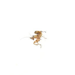 Modliszka oczkowa (Creobroter sp. Yunnan) - L2/3