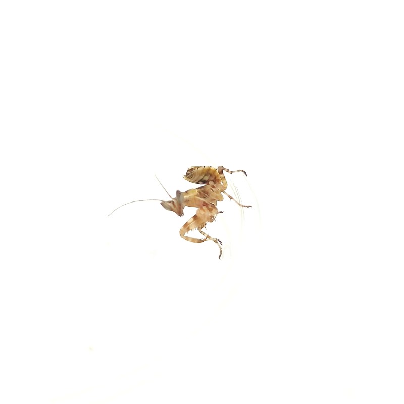 Modliszka oczkowa (Creobroter sp. Yunnan) - L2/3 | Modliszki | Vantis Terra Modliszka oczkowa (Creobroter sp. Yunnan) - L2/3 | Modliszki | Vantis Terra