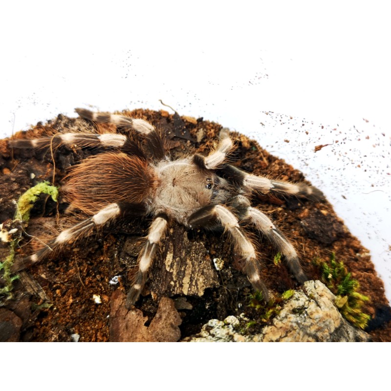 Nhandu chromatus (ex. Vitalius chromatus) 3DC - samica | Ptaszniki | Vantis Terra Nhandu chromatus (ex. Vitalius chromatus) 3DC - samica | Ptaszniki | Vantis Terra
