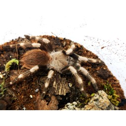 Nhandu chromatus (ex. Vitalius chromatus) 3DC - samica