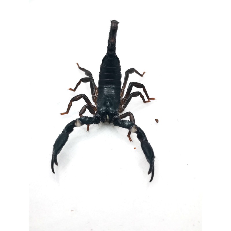 Skorpion Heterometrus silenus (ex. petersii) | Skorpiony | Vantis Terra