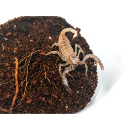 Skorpion Heterometrus silenus (ex. petersii) | Skorpiony | Vantis Terra