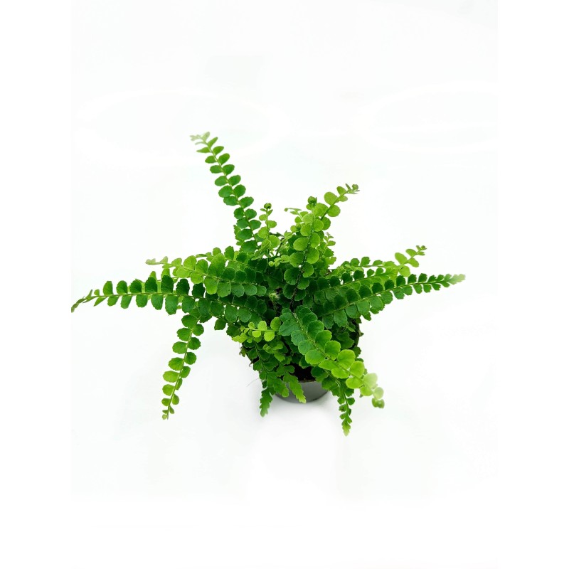 Paproć Nephrolepis sp | Żywe | Vantis Terra