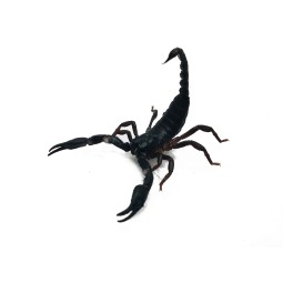 Skorpion Heterometrus silenus (ex. petersii) | Skorpiony | Vantis Terra