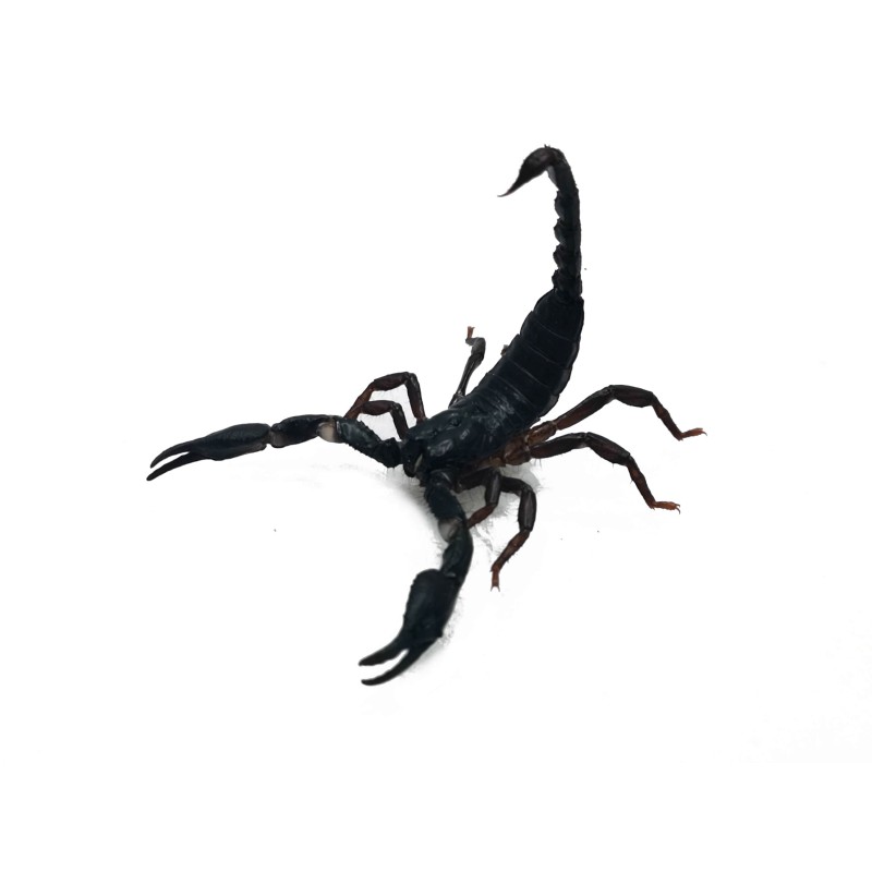 Skorpion Heterometrus silenus (ex. petersii) | Skorpiony | Vantis Terra Skorpion Heterometrus silenus (ex. petersii) | Skorpiony | Vantis Terra