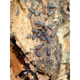 10x Armadillidium klugii | Równonogi | Vantis Terra