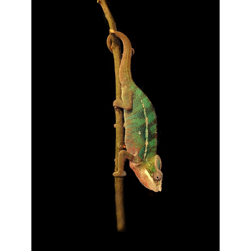 Kameleon lamparci (Furcifer pardalis) | Jaszczurki | Vantis Terra