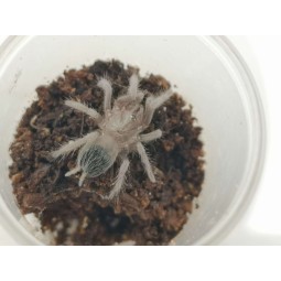 Lasiodora parahybana - 3,5DC - samica | Ptaszniki | Vantis Terra