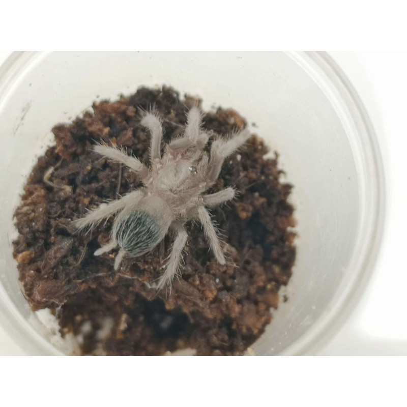 Lasiodora parahybana - 3DC - samica | Ptaszniki | Vantis Terra Lasiodora parahybana - 3DC - samica | Ptaszniki | Vantis Terra