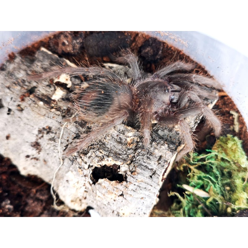 Lasiodora parahybana - 3DC - samica | Ptaszniki | Vantis Terra Lasiodora parahybana - 3DC - samica | Ptaszniki | Vantis Terra